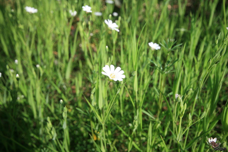 Fleur