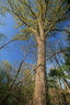 Foret